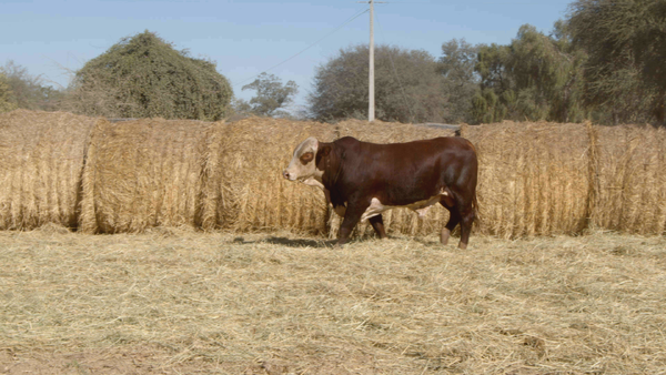 Lote TOROS Remate Nucleo Genbra