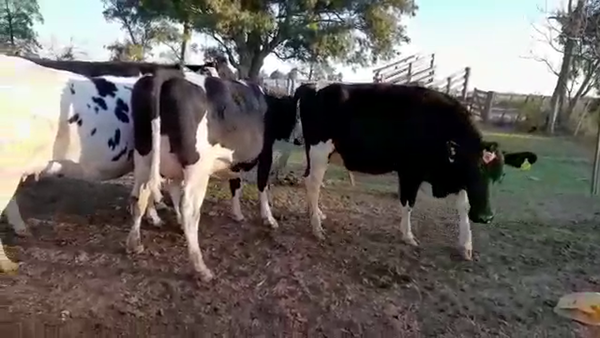 Lote 4 Vaquillonas adelantadas Holando Argentino en Brinkmann, Córdoba