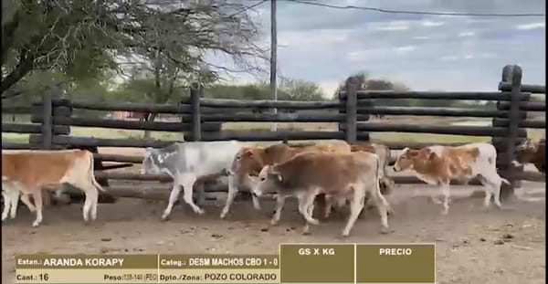 Lote 22º Entre Martillos - Lote 31