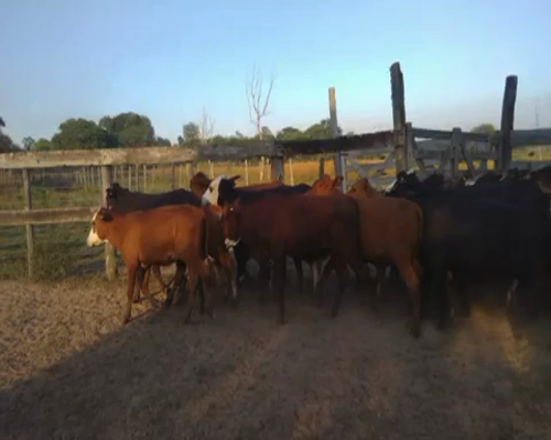 Lote 70 Terneros en Pto. Eva Perón, Chaco