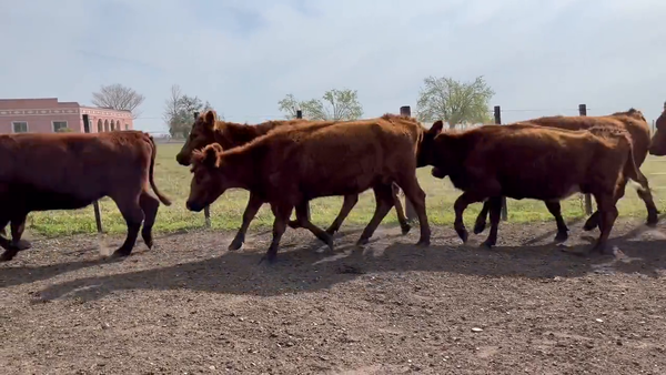 Lote Vacas Preñadas