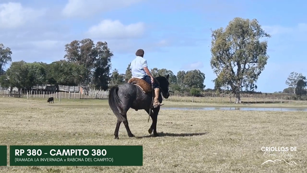 Lote CAMPITO 380