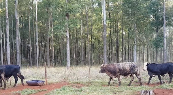 Lote (Vendido)42 Toretones Hibridos tipo brangus/  braford/ nelore. 350kg -  en HernandariasHERNANDARIAS