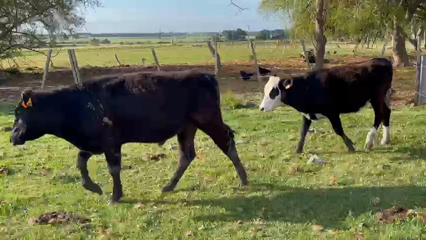 Lote 13 Terneros y Terneras 180kg - , San José