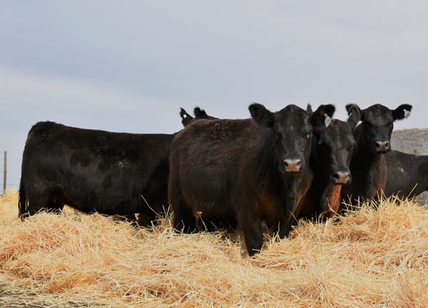 Lote VAQUILLONAS MAS
