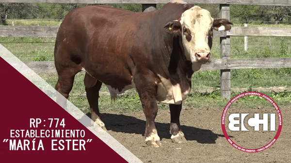 Lote TORO BRAFORD CABAÑA MARIA ESTHER