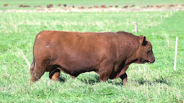 Lote TORO
