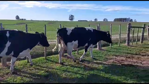 Lote 2 vaquillonas proximas