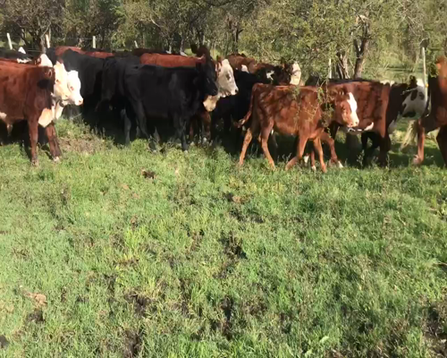 Lote 68 Terneros/as en Durazno, Entre Ríos