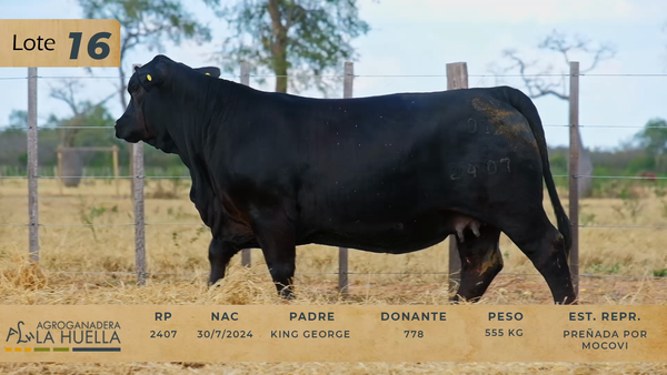 Lote LOTE 16