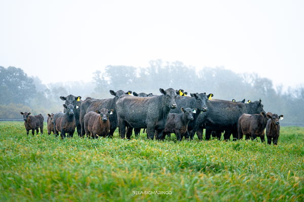 Lote VAQUILLONAS ANGUS NEGRAS PURAS CONTROLADAS PARIDAS