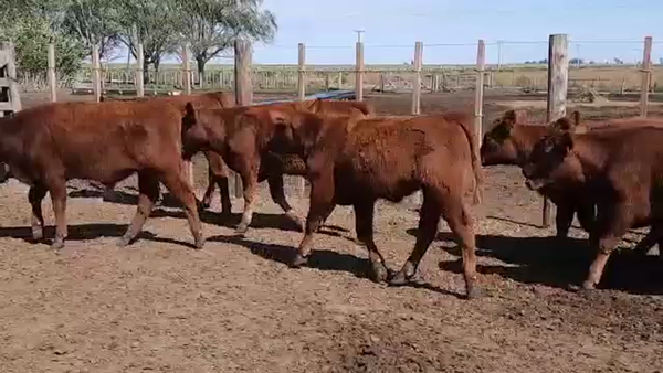 Lote 41 TERNEROS