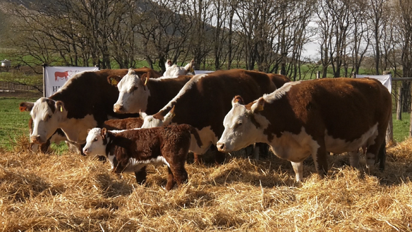 Lote VAQUILLONAS P.HEREFORD PR PARICION OTOÑO CABAÑA HUAICO MUN