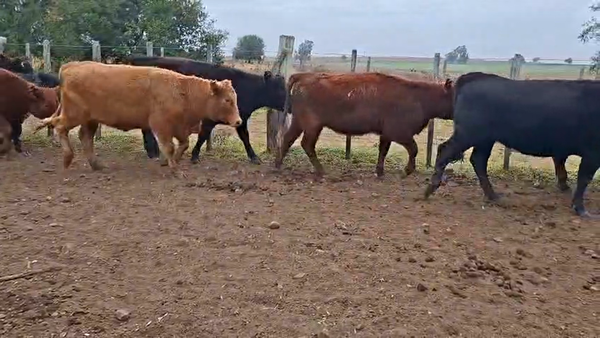 Lote VAQUILLONAS ENTORADAS