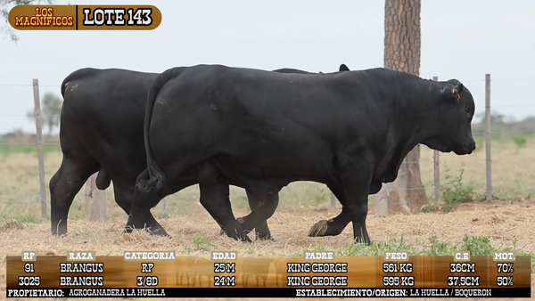 Lote LOTE 143 - VIVO