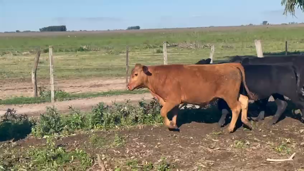 Lote 70 Terneros