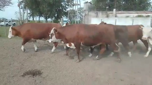 Lote 10 Novillos Braford en Videla, Santa Fe