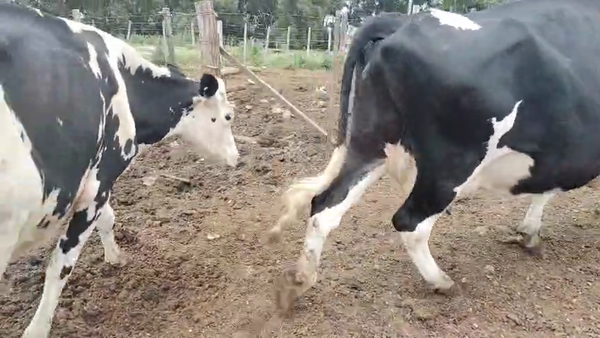 Lote 3 Vaca, San José