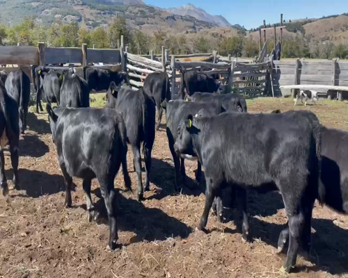 Lote 23 Ternera en Coyhaique, XI Región Aysén