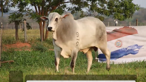 Lote LOTE 39