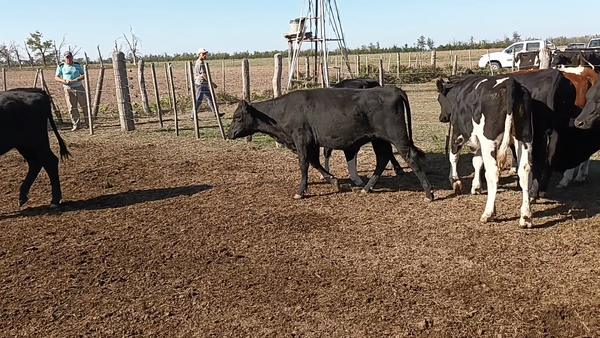 Lote 25 Terneros/as en Santa Fe, Palacios