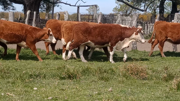 Lote 34 Vaquillonas en Corrientes, Curuzu Cuatia