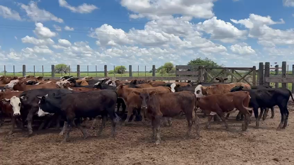 Lote 110 Terneros/as en Bandera, Santiago del Estero