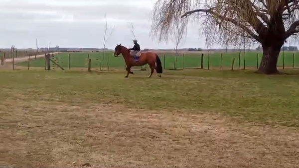 Lote EL HORNERO - CABALLO CRIOLLO MONTADO