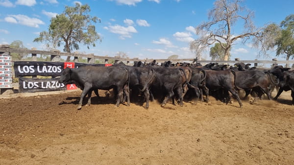 Lote Vaquillas Preñadas CBO 0