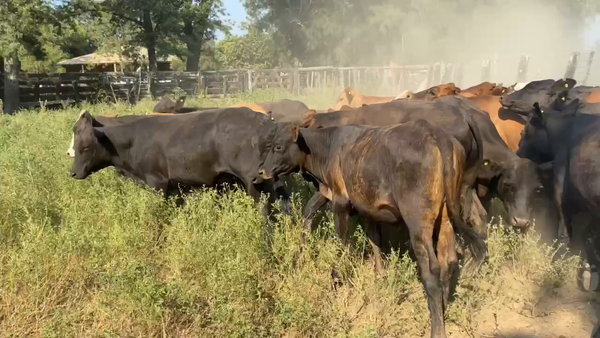 Lote 100 Novillitos y vaquillonas en Riacho He-He, Formosa