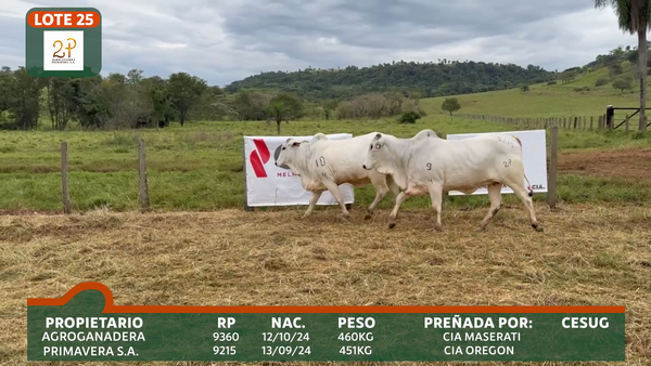 Lote 2P PRIMAVERA