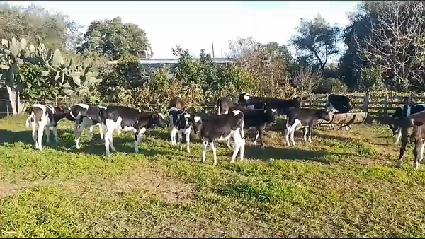 Lote 20 Terneros Holando en Chamizo