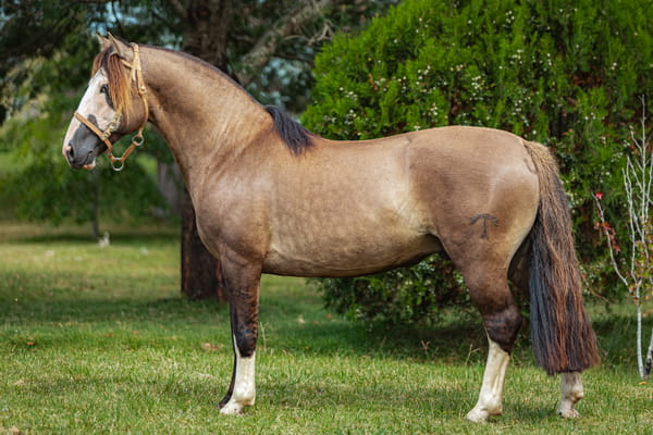 Lote Tobogan Sucesor