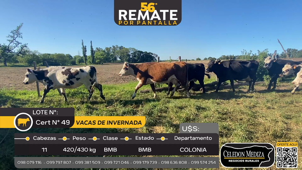 Lote 11 Vacas de Invernada en La Horqueta, Colonia