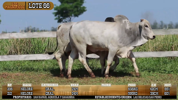 Lote LOTE 66