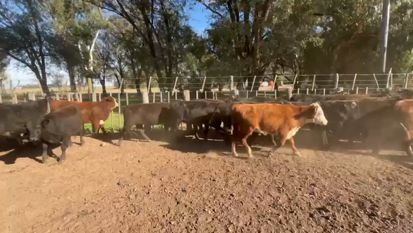 Lote 73 Vaquillonas en Rosales, Córdoba