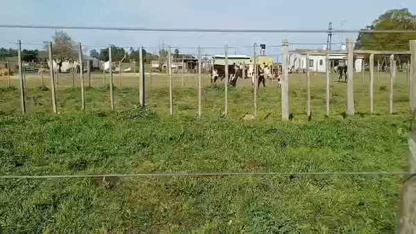 Lote 7 Vacas de Invernada 640kg -  en RUTA 45 - LIBERTAD