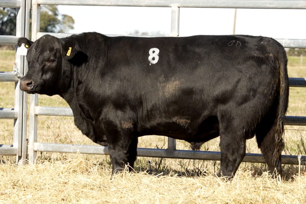 Lote TOROS ANGUS PUROS CONTROLADOS