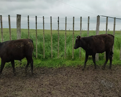 Lote (Vendido)4 Terneros 2AA,  2 AA X HE 265kg - , Colonia