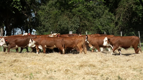 Lote Vaquilla Para Servicio