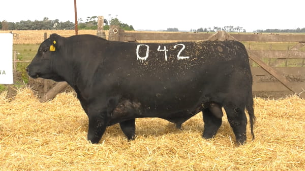 Lote Toros PC Negros
