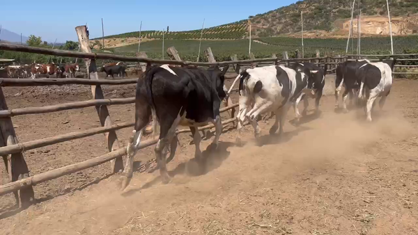 Lote 45 Novillo Gordo en Melipilla, Región Metropolitana