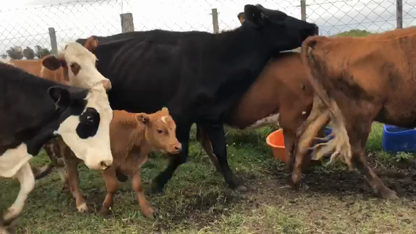 Lote (Vendido)36 Piezas de cría Hereford y Cruza 350kg -  en Sauce