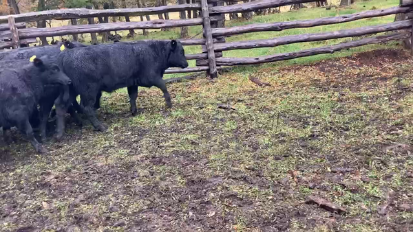 Lote 65 Ternero en Coyhaique, XI Región Aysén