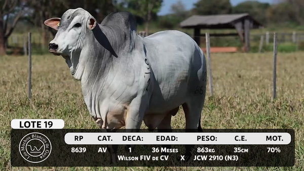 Lote LOTE 19