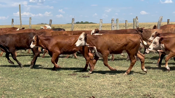 Lote 58 Terneros en Corrientes, Concepción