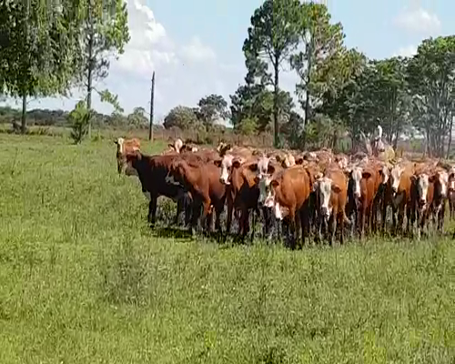 Lote 80 Vaquillonas en San Justo, Santa Fe