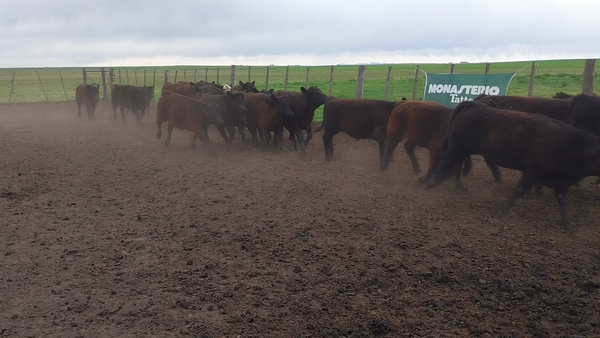 Lote 32 Terneros/as en HUanguelen