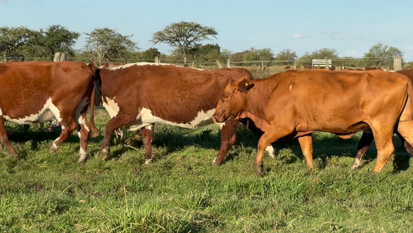 Lote 51 Vacas usadas preñadas
