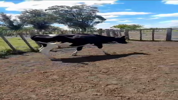 Lote Vaquillonas , San José